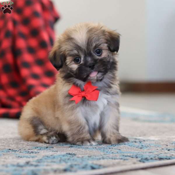 Taylor, Lhasa Apso Puppy